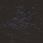 Night Flowers
